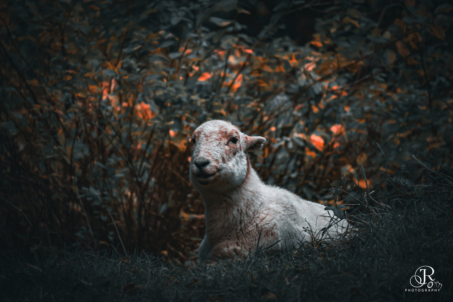 Among the Brambles — A3 Fine Art Print