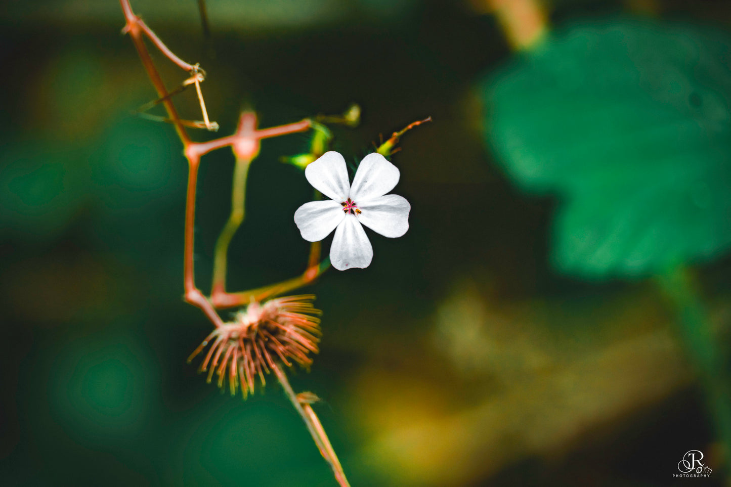 Stillness in Bloom - A3 Frammed Print
