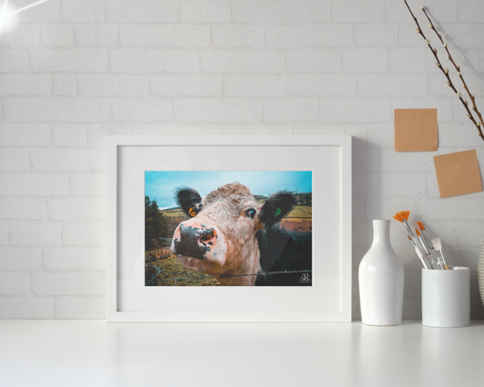 Curious Moo-d - A3 Framed Print