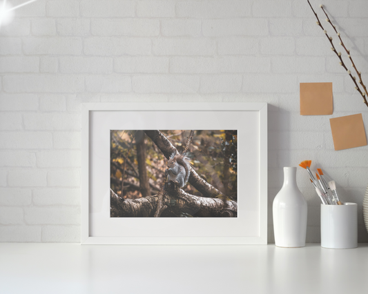 Woodland Watcher - A3 Frammed Print